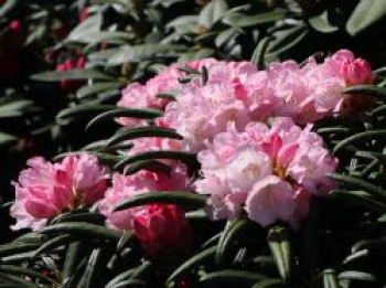 Rhododendron 'Makiyak', 25-30 cm, Rhododendron makinoi 'Makiyak', Containerware von Rhododendron makinoi 'Makiyak'