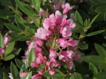 Zwerg-Rhododendron 'Bloombux' ® (Magenta), 10-20 cm, Rhododendron micranthum 'Bloombux' ® (Magenta), Tray von Rhododendron micranthum 'Bloombux' ® (Magenta)