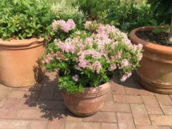 Rhododendron 'Bloombux' ® (Pink), 10-15 cm, Rhododendron micranthum 'Bloombux' ® (Pink), Topfware von Rhododendron micranthum 'Bloombux' ® (Pink)