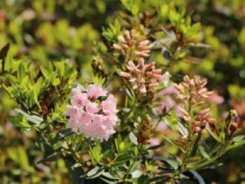 Rhododendron 'by Bloombux Nugget' ®, 10-20 cm, Rhododendron micranthum 'by Bloombux Nugget' ®, Tray von Rhododendron micranthum 'by Bloombux Nugget' ®