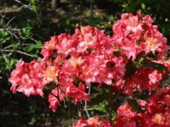 Laubabwerfende Azalee 'Rosenköpfchen', 30-40 cm, Rhododendron mixtum 'Rosenköpfchen', Containerware von Rhododendron mixtum 'Rosenköpfchen'