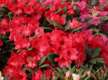 Rhododendron 'Burletta', 30-40 cm, Rhododendron neriiflorum 'Burletta', Containerware von Rhododendron neriiflorum 'Burletta'