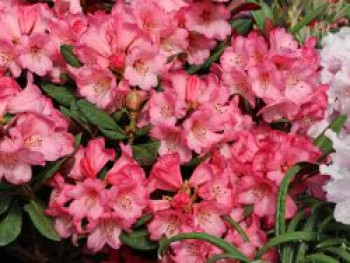 Rhododendron 'Wine and Roses', 25-30 cm, Rhododendron neriiflorum 'Wine and Roses', Containerware von Rhododendron neriiflorum 'Wine and Roses'