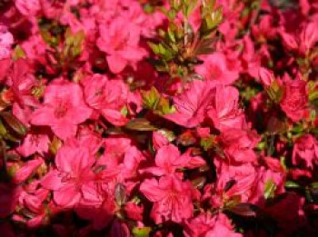 Japanische Azalee 'Allotria', 30-40 cm, Rhododendron obtusum 'Allotria', Containerware von Rhododendron obtusum 'Allotria'