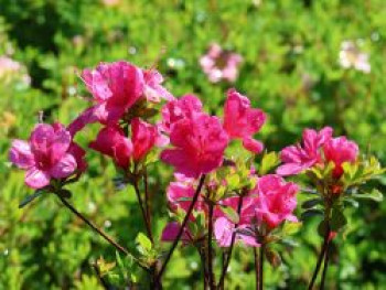 Japanische Azalee 'Anne Frank', Rhododendron obtusum 'Anne Frank', Topfware von Rhododendron obtusum 'Anne Frank'