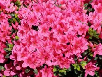 Japanische Azalee 'Anouk', 15-20 cm, Rhododendron obtusum 'Anouk', Containerware Japanische Azalee 'Anouk', 15-20 cm, Rhododendron obtusum 'Anouk', Containerware von Rhododendron obtusum 'Anouk'