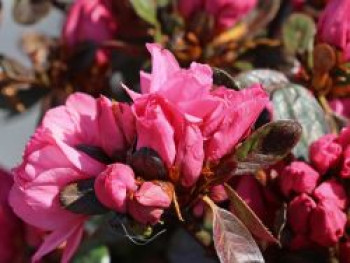 Japanische Azalee 'Anouk', 25-30 cm, Rhododendron obtusum 'Anouk', Containerware von Rhododendron obtusum 'Anouk'
