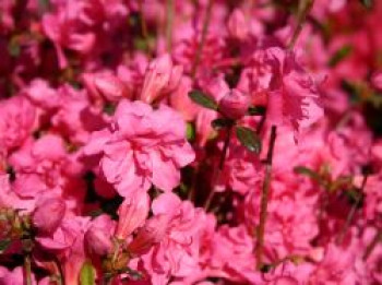 Japanische Azalee 'Babuschka' ®, 20-30 cm, Rhododendron obtusum 'Babuschka' ®, Containerware von Rhododendron obtusum 'Babuschka' ®