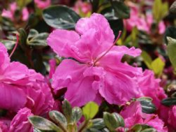 Japanische Azalee Bloom Champion (Fuchsia), 25-30 cm, Rhododendron obtusum Bloom Champion (Fuchsia), Containerware von Rhododendron obtusum Bloom Champion (Fuchsia)