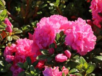 Japanische Azalee Bloom Champion (Pink), 25-30 cm, Rhododendron obtusum Bloom Champion (Pink), Containerware von Rhododendron obtusum Bloom Champion (Pink)