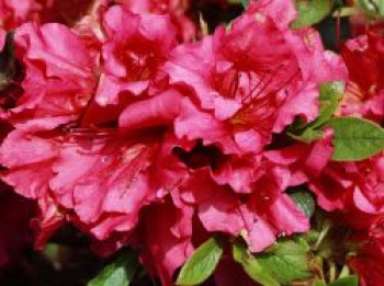 Japanische Azalee Bloom Champion (Rot), 25-30 cm, Rhododendron obtusum Bloom Champion (Rot), Containerware von Rhododendron obtusum Bloom Champion (Rot)