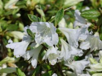 Japanische Azalee Bloom Champion (Weiß), 25-30 cm, Rhododendron obtusum Bloom Champion (Weiß), Containerware von Rhododendron obtusum Bloom Champion (Weiß)