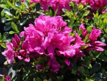 Japanische Azalee 'Blue Danube', 20-30 cm, Rhododendron obtusum 'Blue Danube', Containerware von Rhododendron obtusum 'Blue Danube'