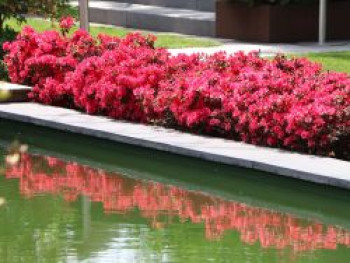Japanische Azalee 'Canzonetta', 10-15 cm, Rhododendron obtusum 'Canzonetta', Topfware von Rhododendron obtusum 'Canzonetta'