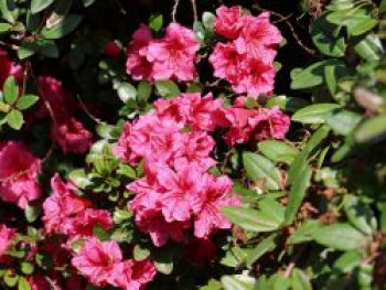 Japanische Azalee 'Chipmunk', 20-25 cm, Rhododendron obtusum 'Chipmunk', Containerware von Rhododendron obtusum 'Chipmunk'