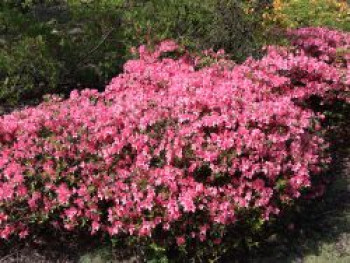 Japanische Azalee 'Diamant Lachs' ®, 30-40 cm, Rhododendron obtusum 'Diamant Lachs' ®, Containerware von Rhododendron obtusum 'Diamant Lachs' ®
