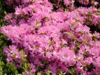 Japanische Azalee 'Diamant Rosa' ®, 30-40 cm, Rhododendron obtusum 'Diamant Rosa' ®, Containerware von Rhododendron obtusum 'Diamant Rosa' ®