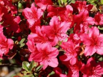 Japanische Azalee 'Drapa' ®, 20-25 cm, Rhododendron obtusum 'Drapa' ®, Containerware von Rhododendron obtusum 'Drapa' ®