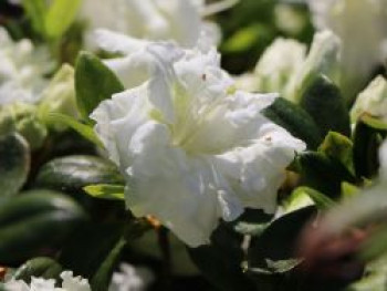 Japanische Azalee 'Eisprinzessin', 15-20 cm, Rhododendron obtusum 'Eisprinzessin', Containerware von Rhododendron obtusum 'Eisprinzessin'
