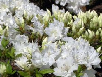 Japanische Azalee 'Feenkissen' ® (S), 10-20 cm, Rhododendron obtusum 'Feenkissen' ® (S), Containerware von Rhododendron obtusum 'Feenkissen' ® (S)