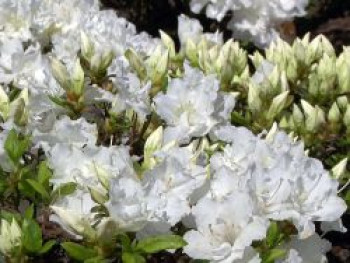 Japanische Azalee 'Feenkissen' ®, 15-20 cm, Rhododendron obtusum 'Feenkissen' ®, Containerware von Rhododendron obtusum 'Feenkissen' ®