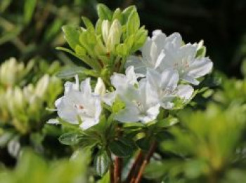 Japanische Azalee 'Kermesina Alba', 10-20 cm, Rhododendron obtusum 'Kermesina Alba', Topfware Japanische Azalee 'Kermesina Alba', 10-20 cm, Rhododendron obtusum 'Kermesina Alba', Topfware von Rhododendron obtusum 'Kermesina Alba'