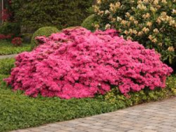 Japanische Azalee 'Kermesina', 40-50 cm, Rhododendron obtusum 'Kermesina', Containerware Japanische Azalee 'Kermesina', 40-50 cm, Rhododendron obtusum 'Kermesina', Containerware von Rhododendron obtusum 'Kermesina'