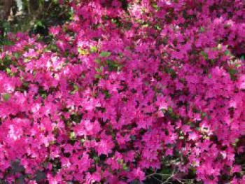Japanische Azalee 'Kermesina', 10-20 cm, Rhododendron obtusum 'Kermesina', Topfware von Rhododendron obtusum 'Kermesina'