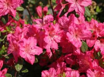 Japanische Azalee 'Kirstin', 20-25 cm, Rhododendron obtusum 'Kirstin', Containerware von Rhododendron obtusum 'Kirstin'