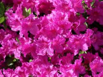 Japanische Azalee 'Königstein', 30-40 cm, Rhododendron obtusum 'Königstein', Containerware Japanische Azalee 'Königstein', 30-40 cm, Rhododendron obtusum 'Königstein', Containerware von Rhododendron obtusum 'Königstein'