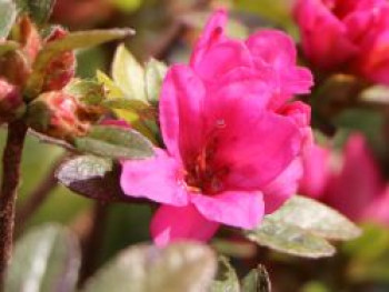 Japanische Azalee 'Labe', 25-30 cm, Rhododendron obtusum 'Labe', Containerware von Rhododendron obtusum 'Labe'