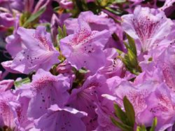 Japanische Azalee 'Ledikanense', 20-25 cm, Rhododendron obtusum 'Ledikanense', Containerware von Rhododendron obtusum 'Ledikanense'