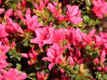 Japanische Azalee 'Lemur', 20-25 cm, Rhododendron obtusum 'Lemur', Containerware von Rhododendron obtusum 'Lemur'