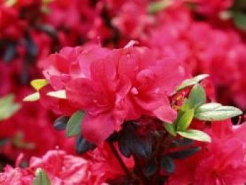 Japanische Azalee 'Little Red', 20-25 cm, Rhododendron obtusum 'Little Red', Containerware von Rhododendron obtusum 'Little Red'