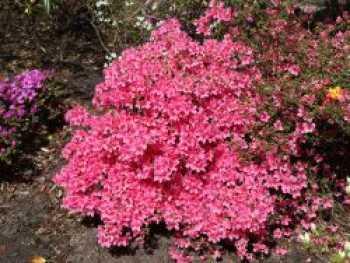 Japanische Azalee 'Madame Albert van Hecke', 20-25 cm, Rhododendron obtusum 'Madame Albert van Hecke', Containerware von Rhododendron obtusum 'Madame Albert van Hecke'