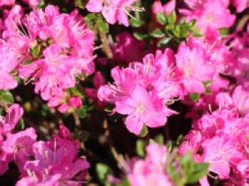 Japanische Azalee 'Maiogi', 20-25 cm, Rhododendron obtusum 'Maiogi', Containerware von Rhododendron obtusum 'Maiogi'