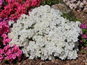 Japanische Azalee 'Maischnee' ®, 20-25 cm, Rhododendron obtusum 'Maischnee' ®, Containerware von Rhododendron obtusum 'Maischnee' ®