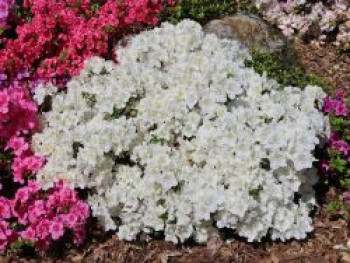 Japanische Azalee 'Maischnee' ®, 25-30 cm, Rhododendron obtusum 'Maischnee' ®, Containerware von Rhododendron obtusum 'Maischnee' ®
