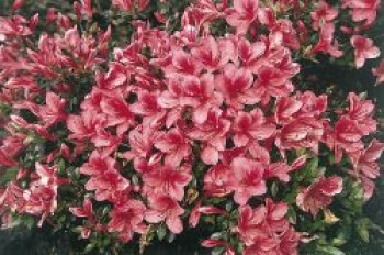 Japanische Azalee 'Marilee', 20-25 cm, Rhododendron obtusum 'Marilee', Containerware von Rhododendron obtusum 'Marilee'