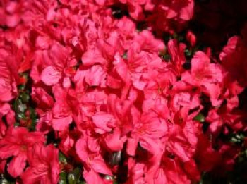 Japanische Azalee 'Hachmann's Maruschka' ®, 30-40 cm, Rhododendron obtusum 'Hachmann's Maruschka' ®, Containerware von Rhododendron obtusum 'Hachmann's Maruschka' ®