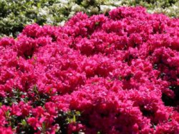 Japanische Azalee 'Melina', 20-30 cm, Rhododendron obtusum 'Melina', Containerware von Rhododendron obtusum 'Melina'