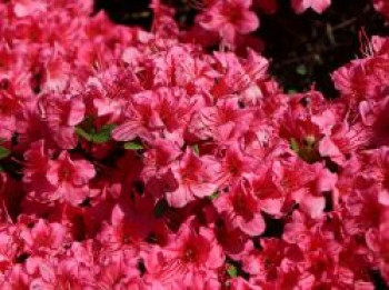 Japanische Azalee 'Michiko', 10-15 cm, Rhododendron obtusum 'Michiko', Topfware von Rhododendron obtusum 'Michiko'