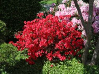 Japanische Azalee 'Muttertag', 10-20 cm, Rhododendron obtusum 'Muttertag', Topfware von Rhododendron obtusum 'Muttertag'
