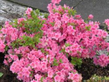 Japanische Azalee 'Oslava', 25-30 cm, Rhododendron obtusum 'Oslava', Containerware von Rhododendron obtusum 'Oslava'