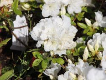 Japanische Azalee 'Panda', 25-30 cm, Rhododendron obtusum 'Panda', Containerware von Rhododendron obtusum 'Panda'