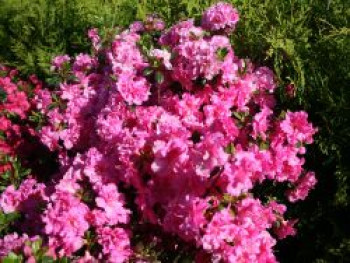 Japanische Azalee 'Petticoat' ®, 20-25 cm, Rhododendron obtusum 'Petticoat' ®, Containerware von Rhododendron obtusum 'Petticoat' ®