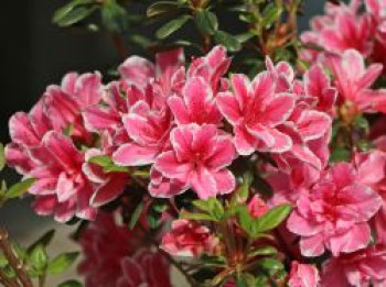 Japanische Azalee 'Pink Poetry' ®, 20-25 cm, Rhododendron obtusum 'Pink Poetry' ®, Containerware von Rhododendron obtusum 'Pink Poetry' ®
