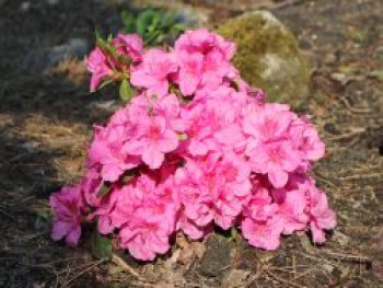 Japanische Azalee 'Pink for Help' ®, 20-25 cm, Rhododendron obtusum 'Pink for Help' ®, Containerware von Rhododendron obtusum 'Pink for Help' ®