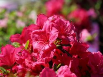 Japanische Azalee 'Purpurkissen' (S), 30-40 cm, Rhododendron obtusum 'Purpurkissen' (S), Containerware von Rhododendron obtusum 'Purpurkissen' (S)