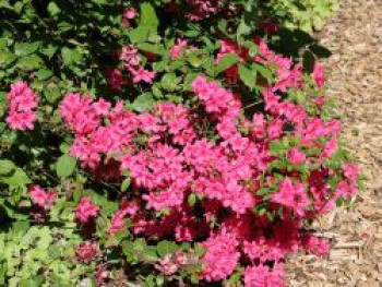 Japanische Azalee 'Rosalind', 20-25 cm, Rhododendron obtusum 'Rosalind', Containerware von Rhododendron obtusum 'Rosalind'